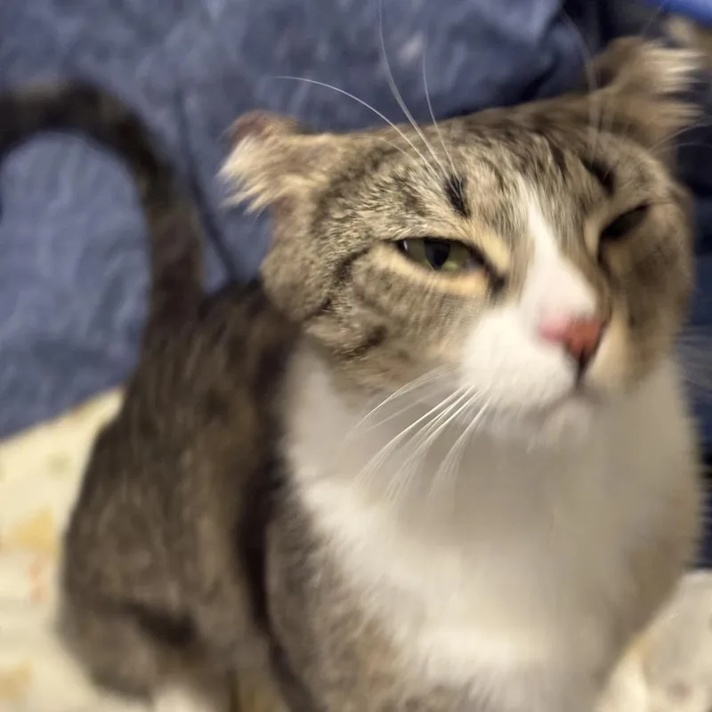 An adult small-sized female Domestic Short Hair cat named Little Ears for adoption in Las Vegas, NV