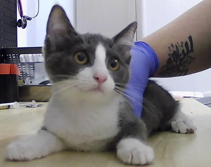 A baby small-sized female Gray & White Domestic Short Hair cat named Kennedy for adoption in Anoka, MN