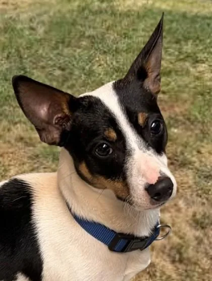 Perrito