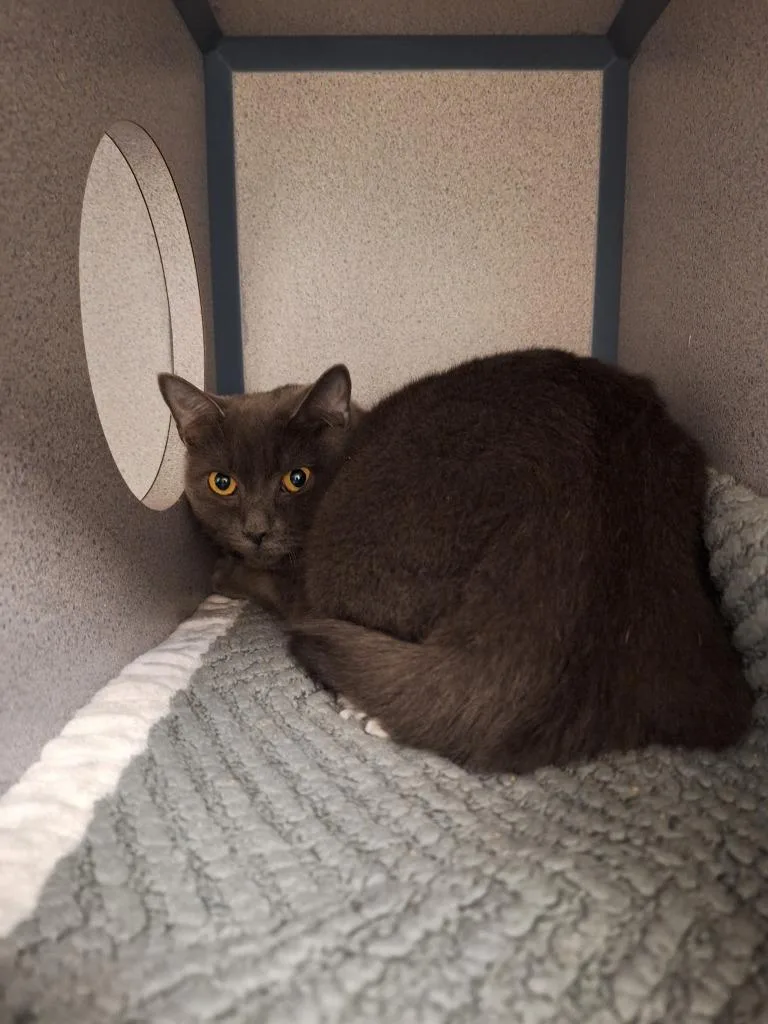 A young medium-sized female Domestic Short Hair cat named Binks for adoption in Liverpool, NY