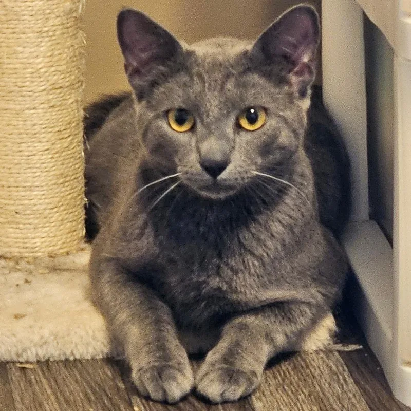 An adult small-sized male Gray / Blue / Silver Domestic Short Hair cat named Marty for adoption in Winchester, VA