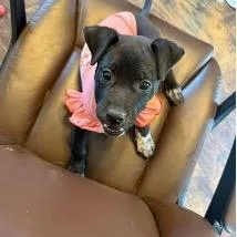 A baby small-sized female Black Mixed Breed dog named Floatie for adoption in Jersey City, NJ