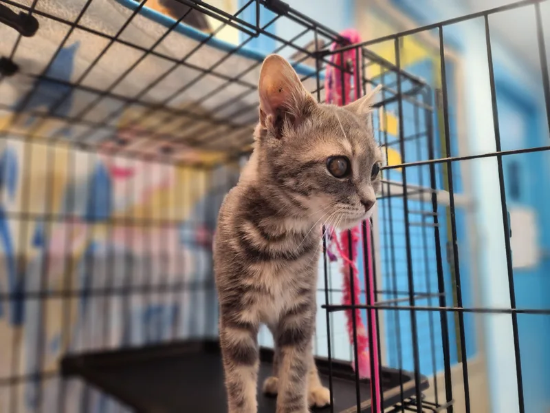A young small-sized male Gray & White Domestic Short Hair cat named Bacchus for adoption in Stanley, VA