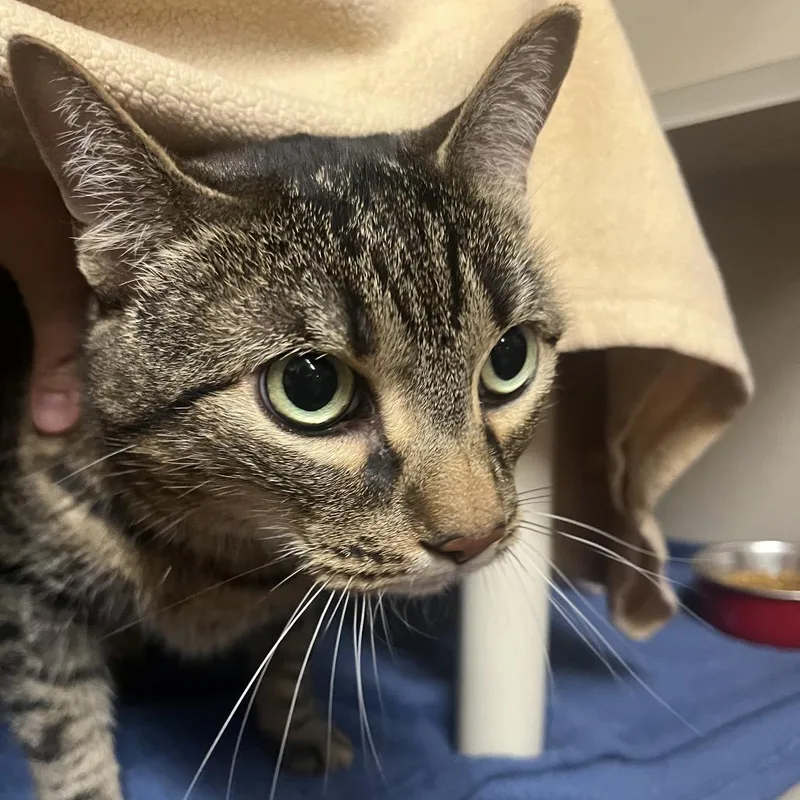 A senior large-sized female Brown / Chocolate Domestic Short Hair cat named Kith for adoption in Providence, RI