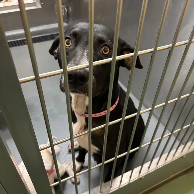 An adult medium-sized female Black Mixed Breed dog named Wackie for adoption in Memphis, TN