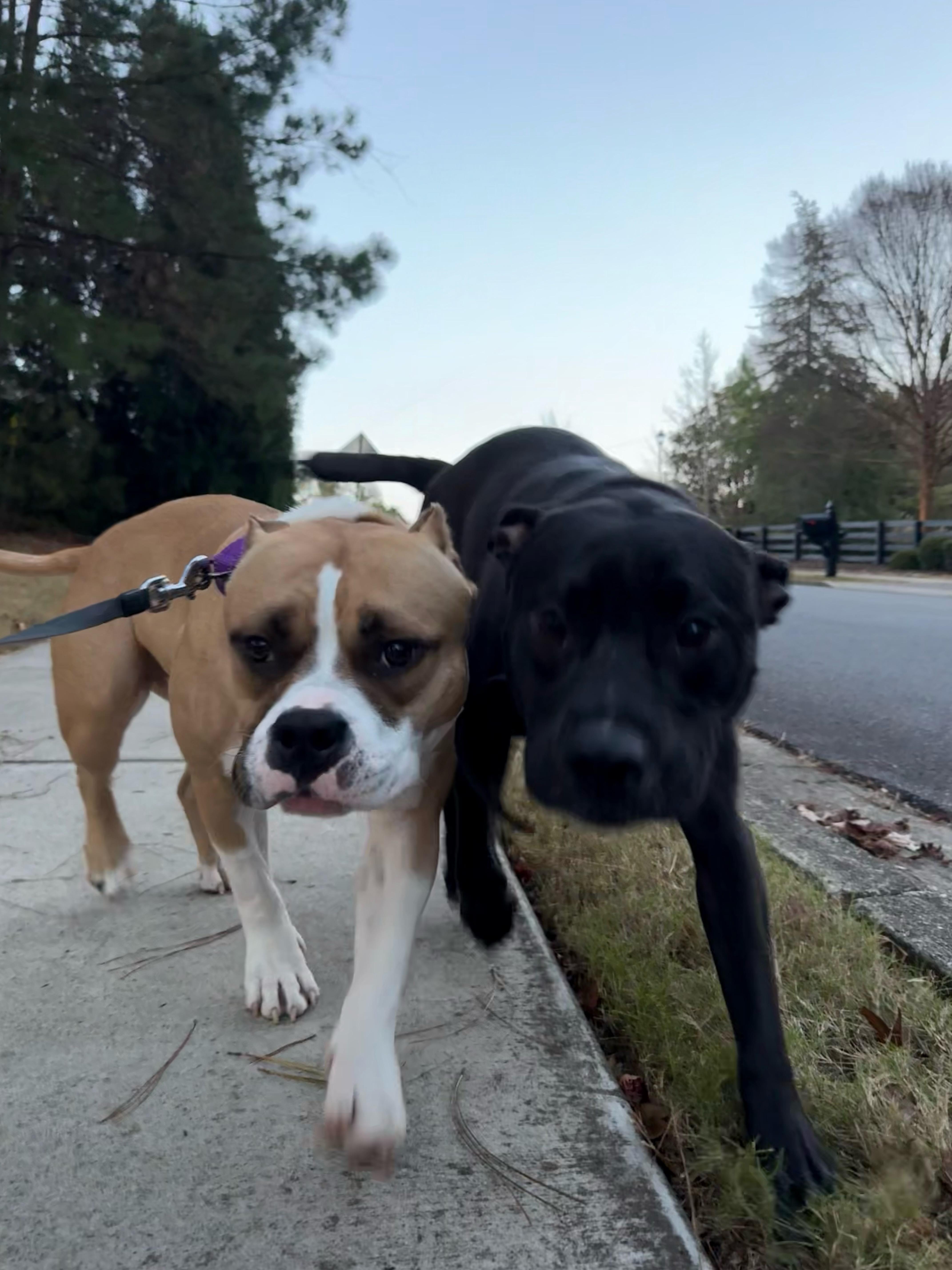 A young medium-sized female American Bully dog named Riri for adoption in Roswell, GA