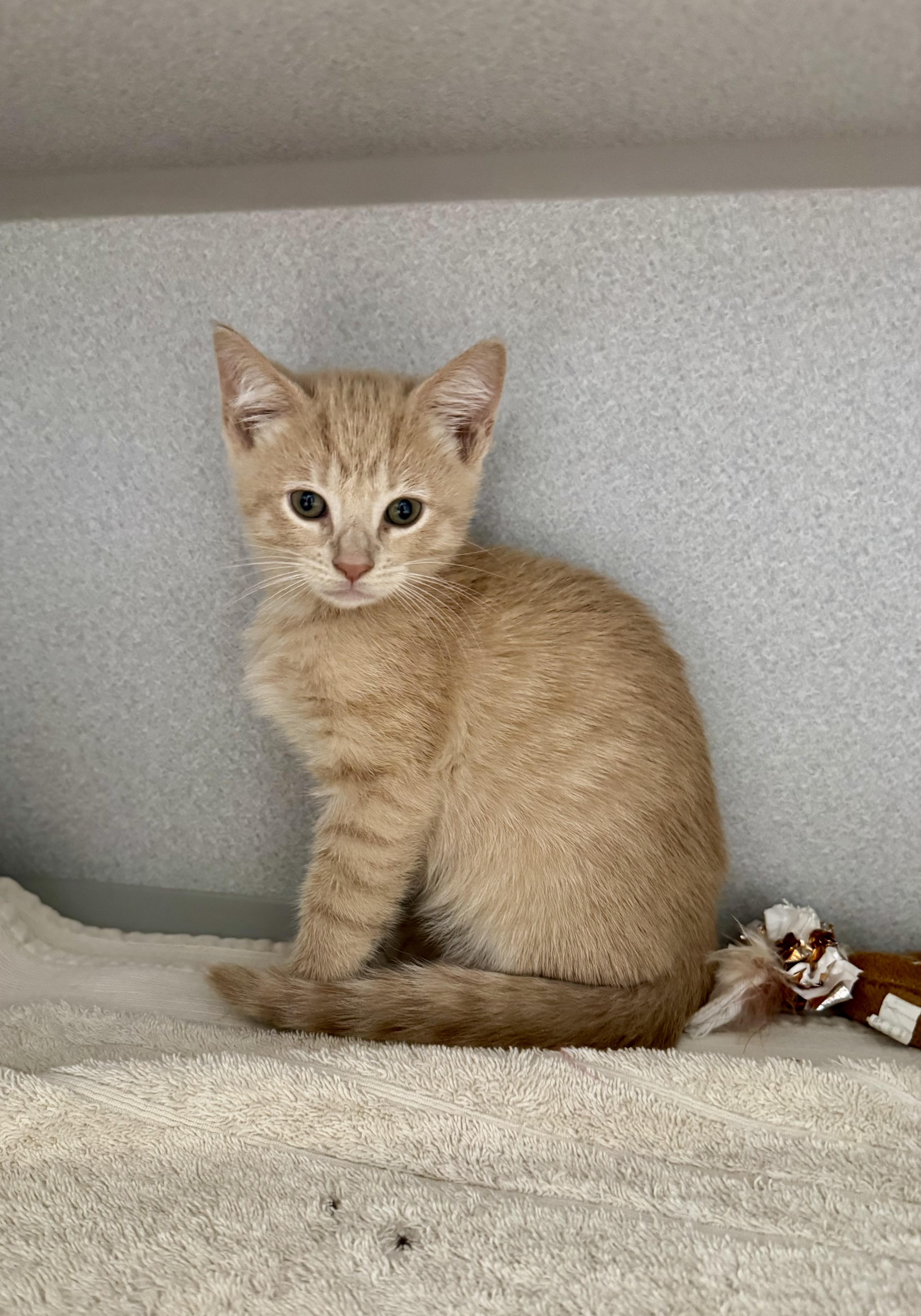 A baby medium-sized male Tabby (Buff / Tan / Fawn) Tabby cat named Bear for adoption in Red Bluff, CA