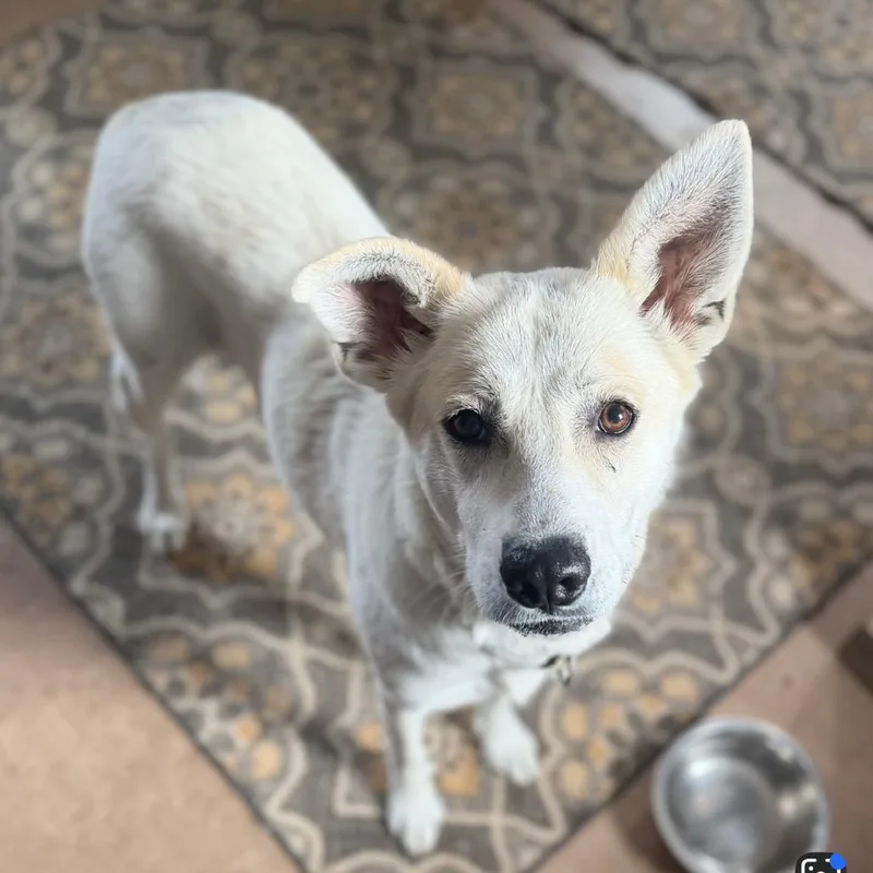 An adult large-sized female White / Cream Great Pyrenees dog named Claire for adoption in La Grange, KY