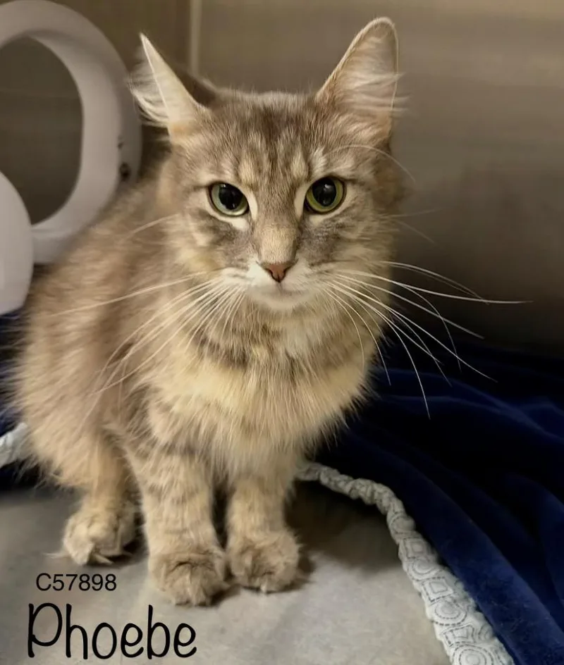 An adult medium-sized female Domestic Short Hair cat named Phoebe for adoption in Clarksville, TN