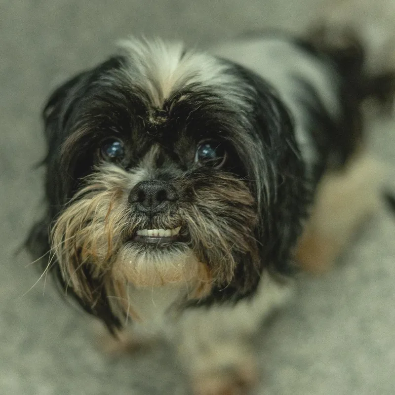 An adult small-sized male Black Shih Tzu dog named Carlos for adoption in Chaska, MN