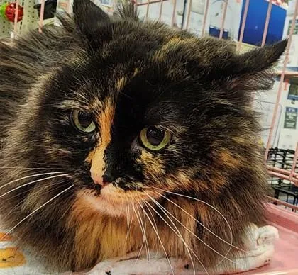 An adult large-sized female Domestic Long Hair cat named Honey for adoption in Verona, WI