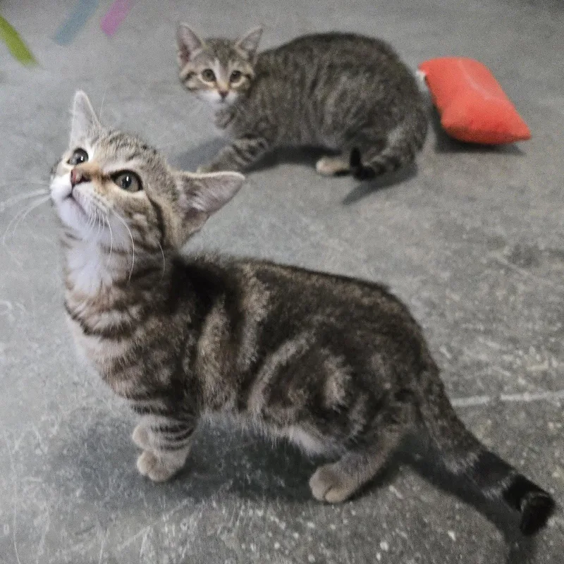 A baby medium-sized male Domestic Short Hair cat named Finn for adoption in Woodsfield, OH