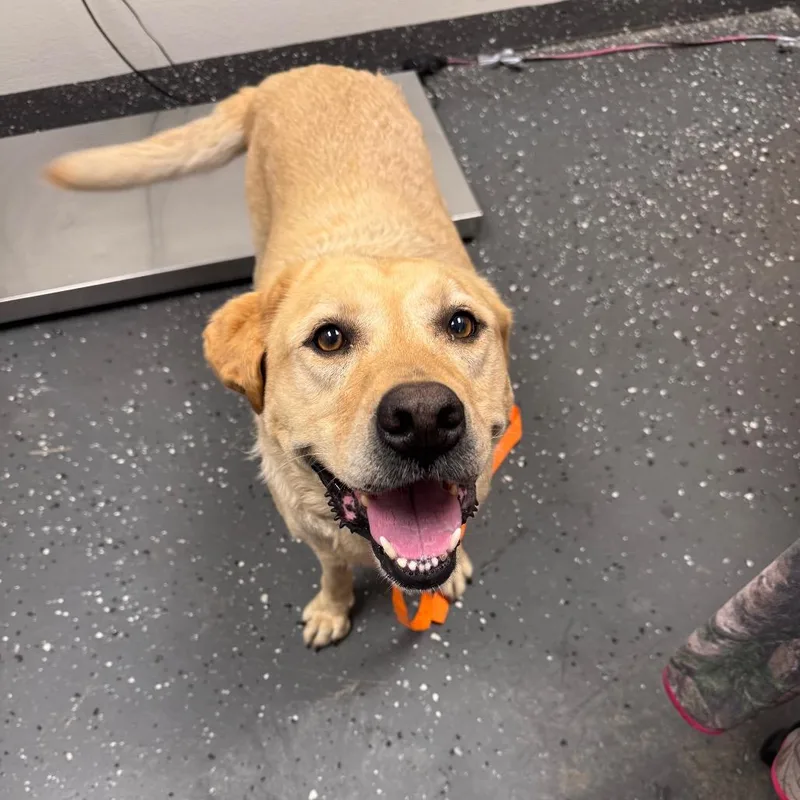 A senior large-sized female Yellow / Tan / Blond / Fawn Mixed Breed dog named Homegirl for adoption in Columbiana, AL