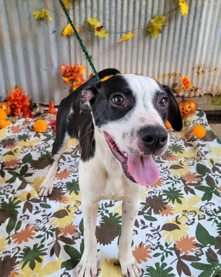 An adult medium-sized male Pit Bull Terrier dog named Chennault for adoption in Monroe, LA