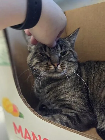 An adult large-sized male Domestic Short Hair cat named Hector for adoption in Westland, MI