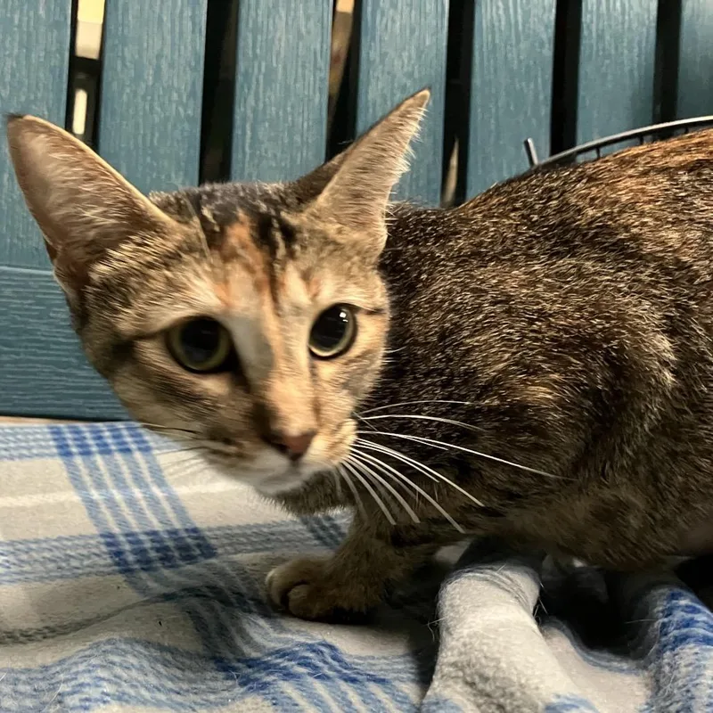 A young medium-sized female Brown / Chocolate Domestic Short Hair cat named Bellini for adoption in Lakeland, FL