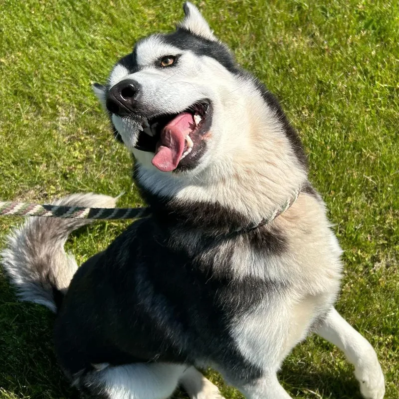 A young medium-sized male Black Husky dog named Mylo for adoption in Perkiomenville, PA
