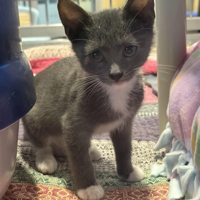 A baby medium-sized male Domestic Short Hair cat named Pippin for adoption in Charleston, SC