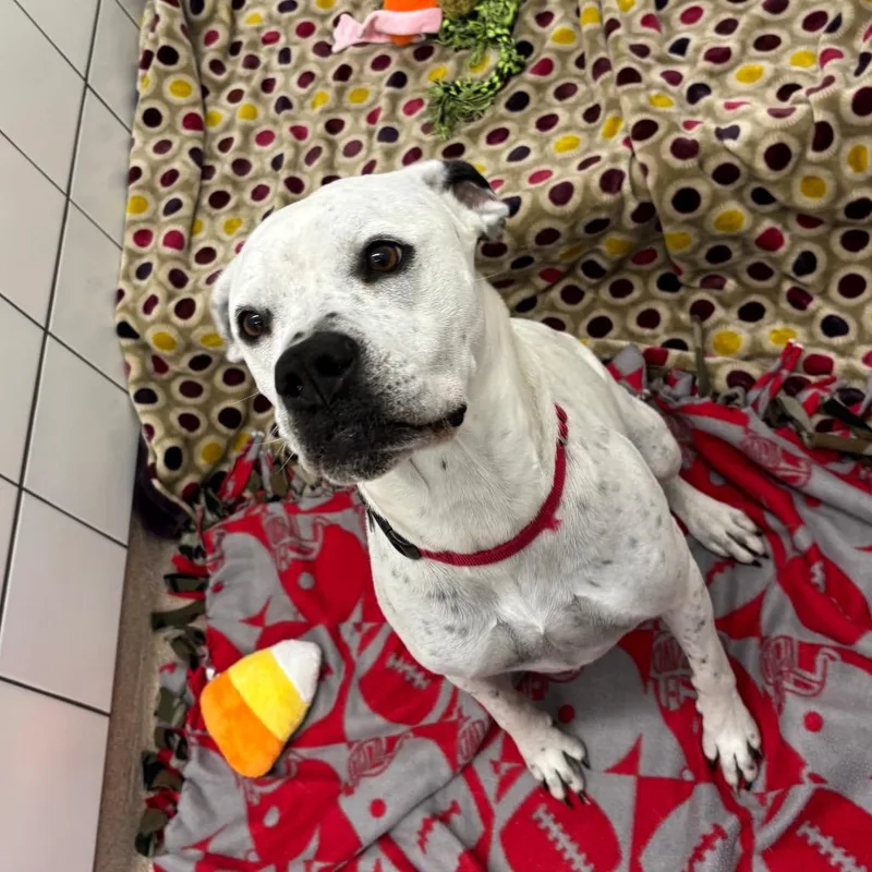 An adult medium-sized female White / Cream Plott Hound dog named Petunia for adoption in Zanesville, OH