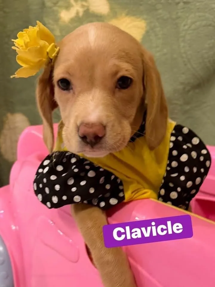 Clavicle