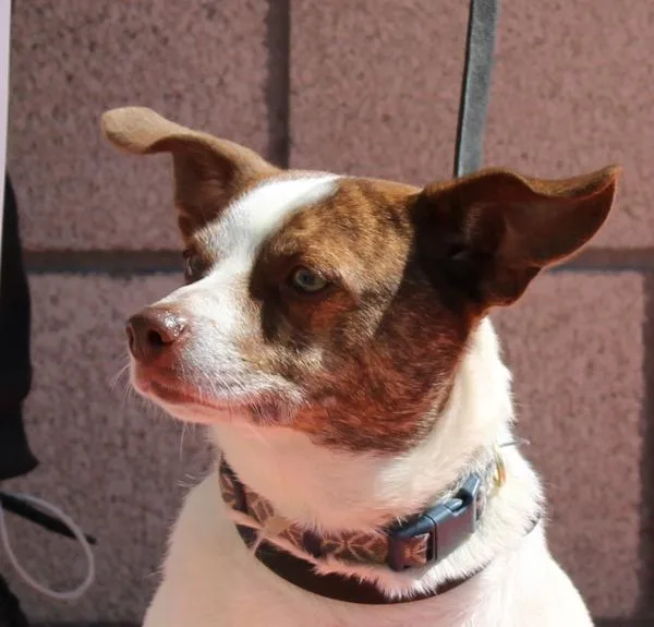 An adult small-sized male Chihuahua dog named Jrmiso for adoption in Oceanside, CA