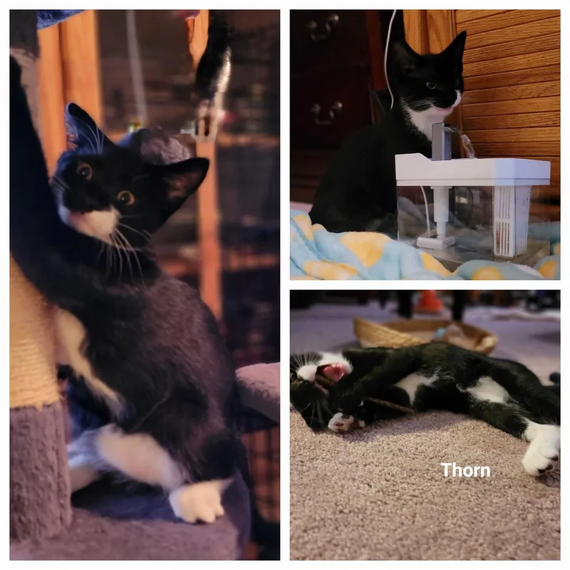 A baby medium-sized male Black & White / Tuxedo Tuxedo cat named Thorn for adoption in Woodbridge, VA