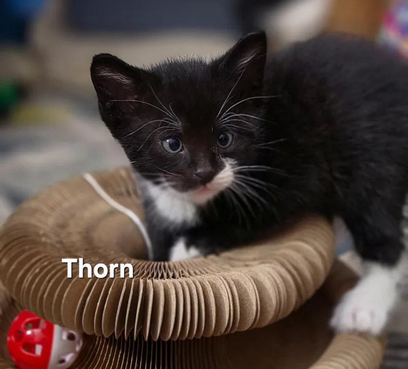 Thorn thumbnail 2