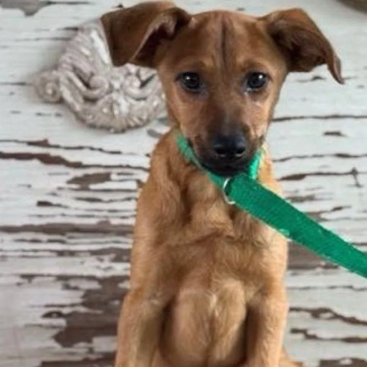 A young small-sized female Golden Dachshund dog named Erika for adoption in Carrollton, TX