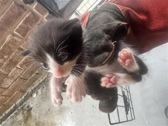 A baby small-sized female Domestic Short Hair cat named Delilah for adoption in Houston, TX