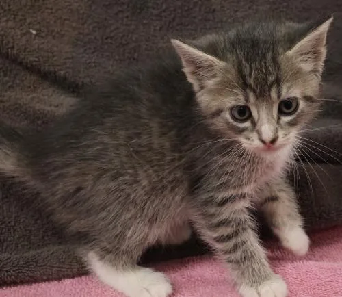 A baby medium-sized male Domestic Short Hair cat named Penn for adoption in Thief River Falls, MN