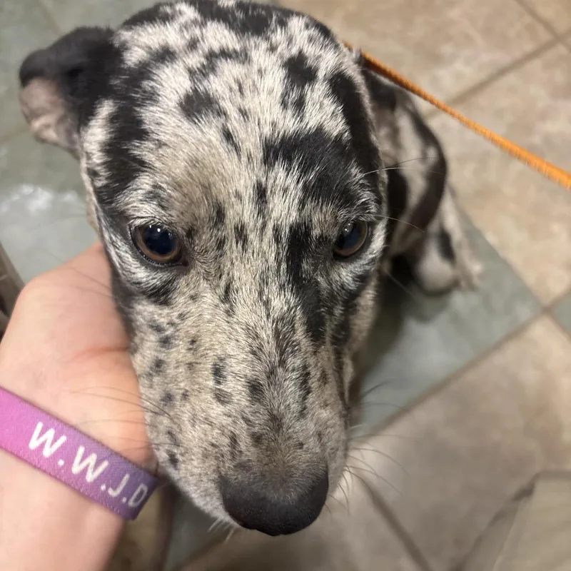 A young small-sized male Gray / Blue / Silver Mixed Breed dog named St. Patrick's for adoption in Chattanooga, TN