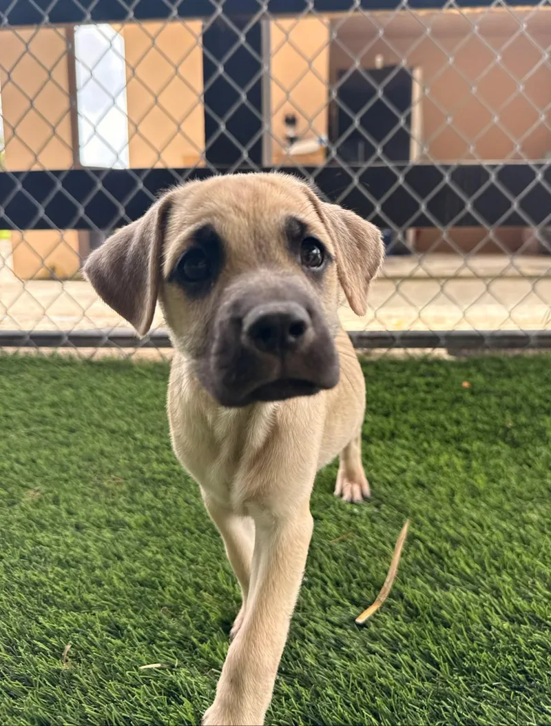 A baby medium-sized male Mixed Breed dog named Jude for adoption in Brooklyn, NY