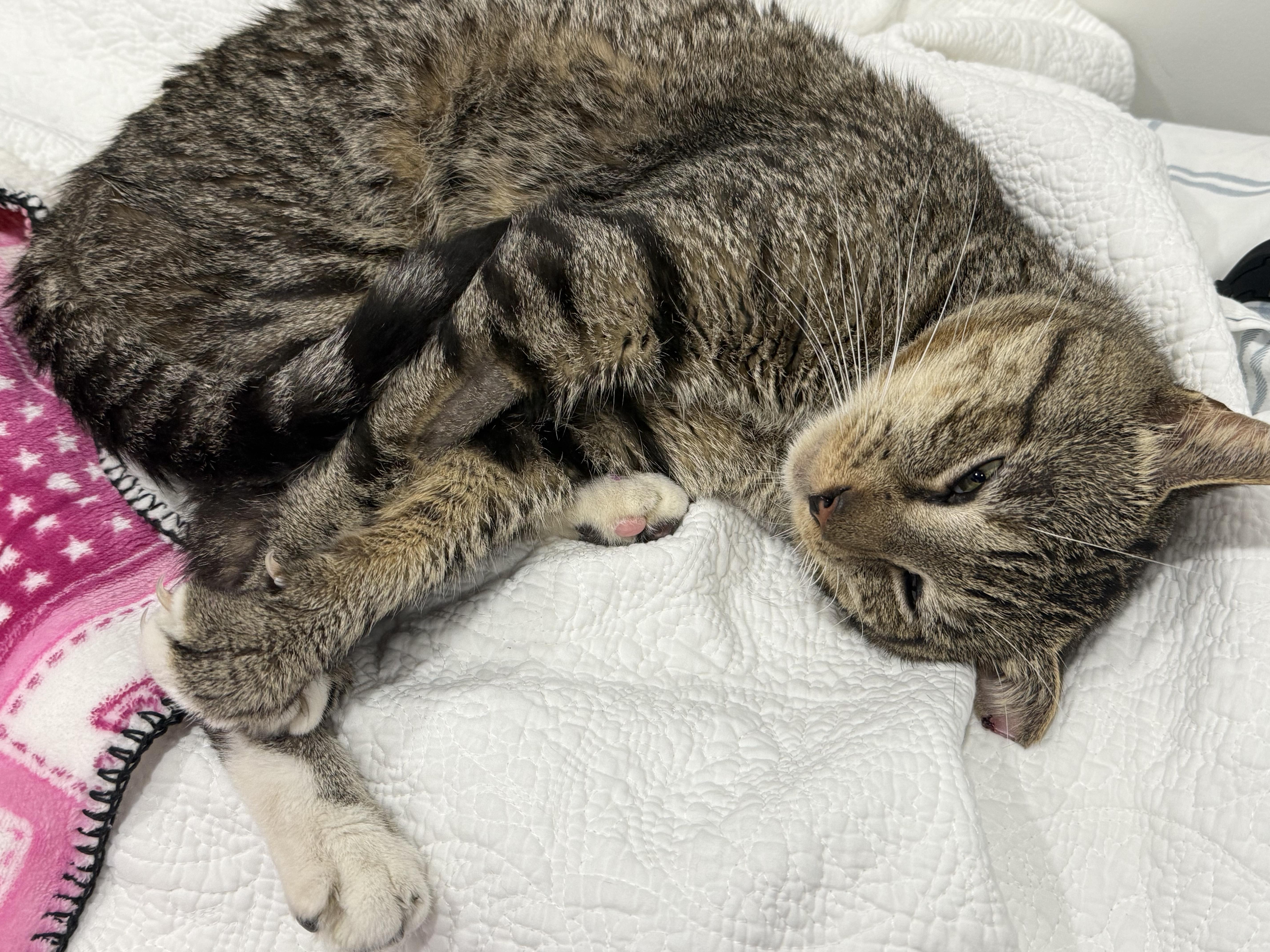 A young medium-sized male Tabby (Brown / Chocolate) Domestic Short Hair cat named Sidekick N. Sweet for adoption in New York, NY