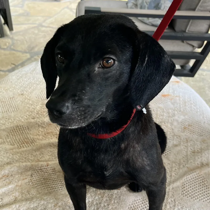 An adult medium-sized male Black Labrador Retriever dog named Blackie for adoption in Maynardville, TN