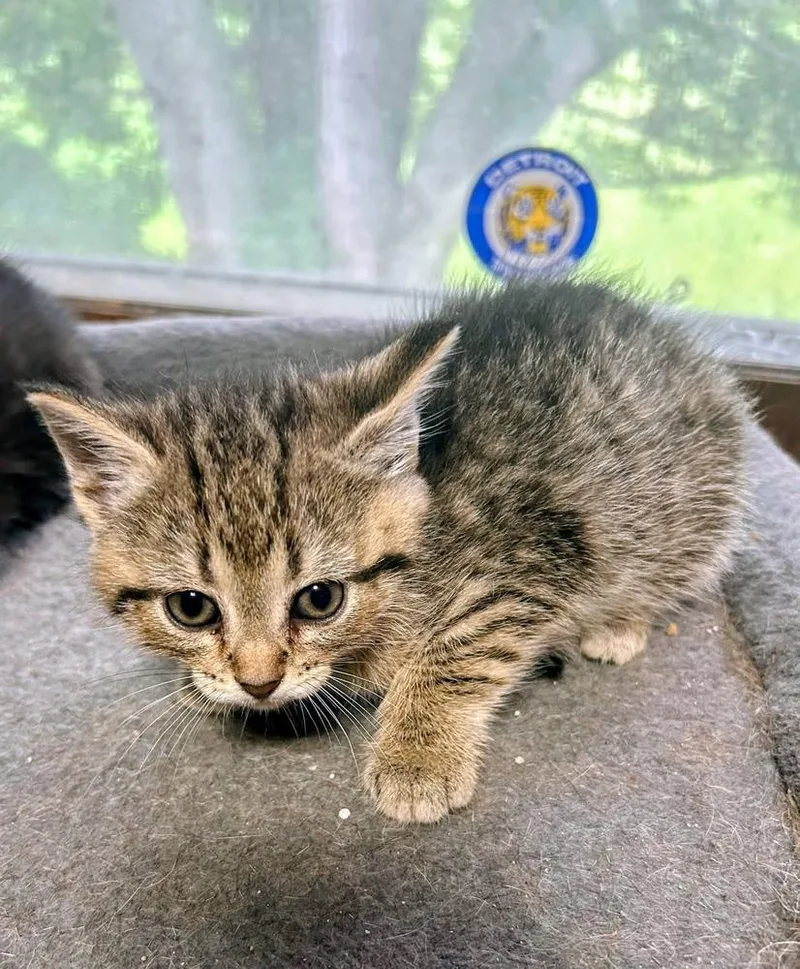 A baby medium-sized female Brown / Chocolate Domestic Short Hair cat named Tiger Lily for adoption in Dorr, MI