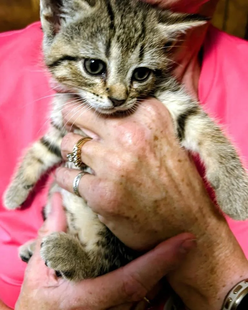 Tiger Lily thumbnail 2