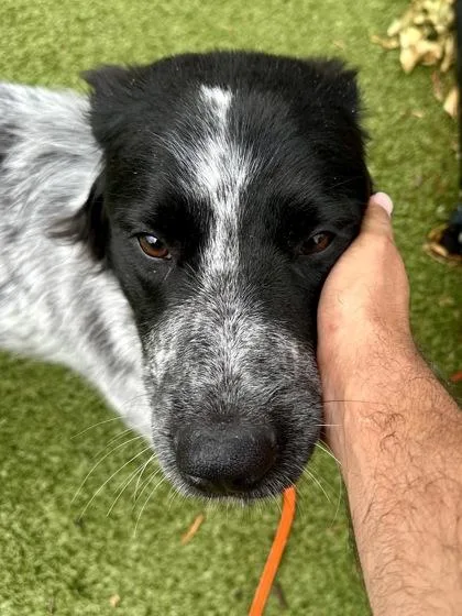 An adult large-sized male Black Mixed Breed dog named Lord Fauntelroy for adoption in Wichita, KS