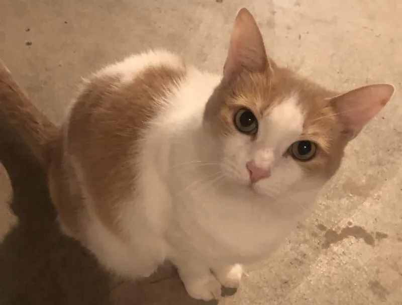 An adult large-sized female Orange & White Domestic Short Hair cat named McKenzie and Chloe for adoption in brant, MI
