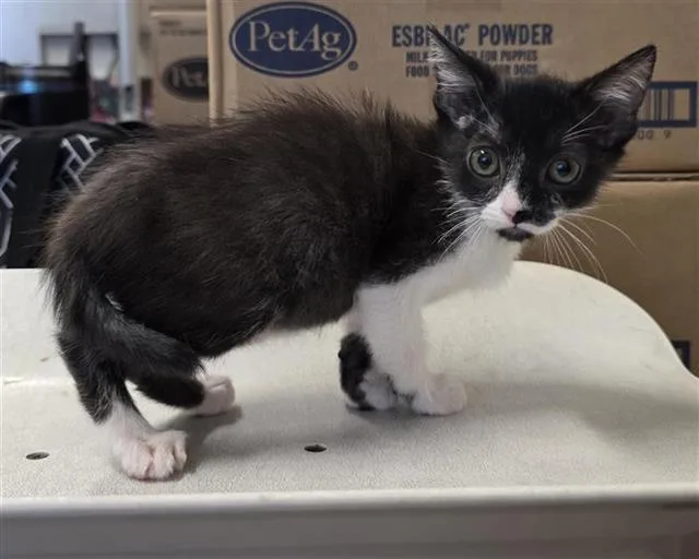 A baby small-sized female Domestic Short Hair cat named Minnie for adoption in San Antonio, TX