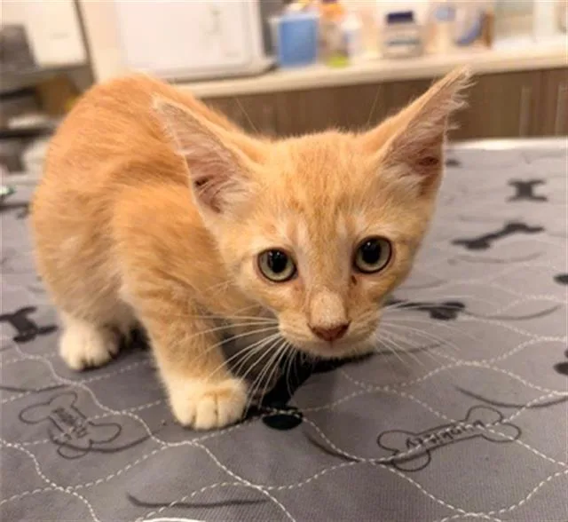 A baby small-sized male Domestic Short Hair cat named Kevin for adoption in Baytown, TX