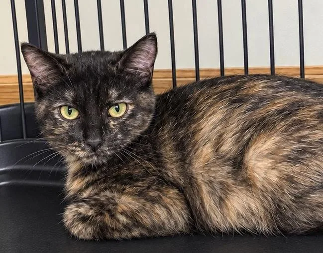 A baby small-sized female Domestic Short Hair cat named Joanie for adoption in Belvidere, IL