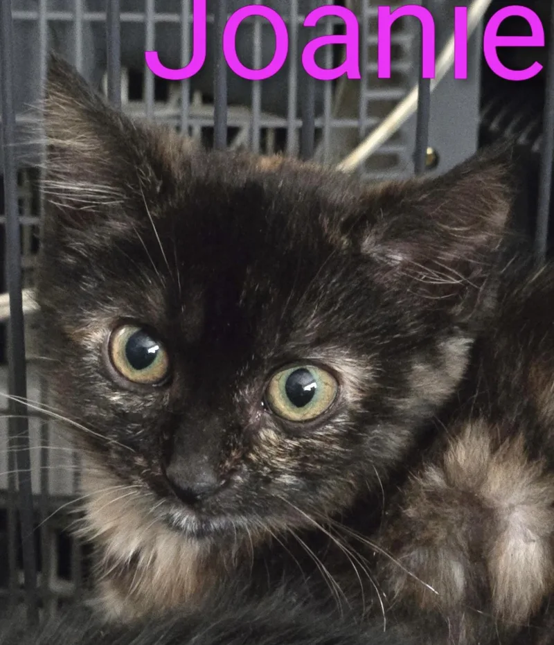 Joanie thumbnail 2