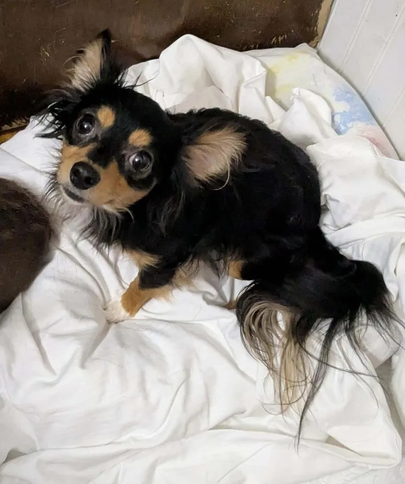 An adult small-sized male Chihuahua dog named Moose for adoption in Plymouth, MI
