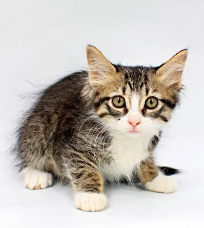 A baby small-sized female Domestic Medium Hair cat named Sky for adoption in Morton Grove, IL