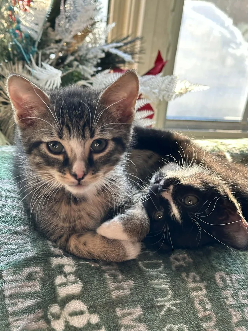 Kringle And Noel thumbnail 2