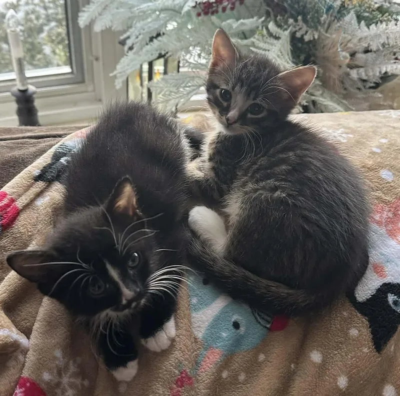 Kringle And Noel thumbnail 3