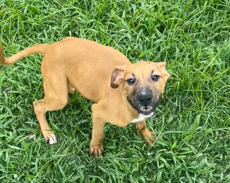 A baby medium-sized female Apricot / Beige Mixed Breed dog named Rosie for adoption in Memphis, TN