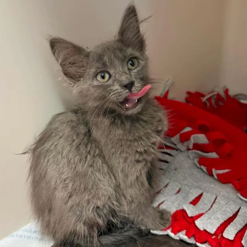 A baby small-sized female Gray / Blue / Silver Domestic Medium Hair cat named Daphne for adoption in Rocky Mount, VA