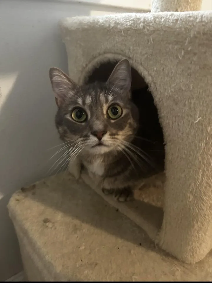 A young large-sized female Domestic Short Hair cat named Bobbi for adoption in Hardeeville, SC