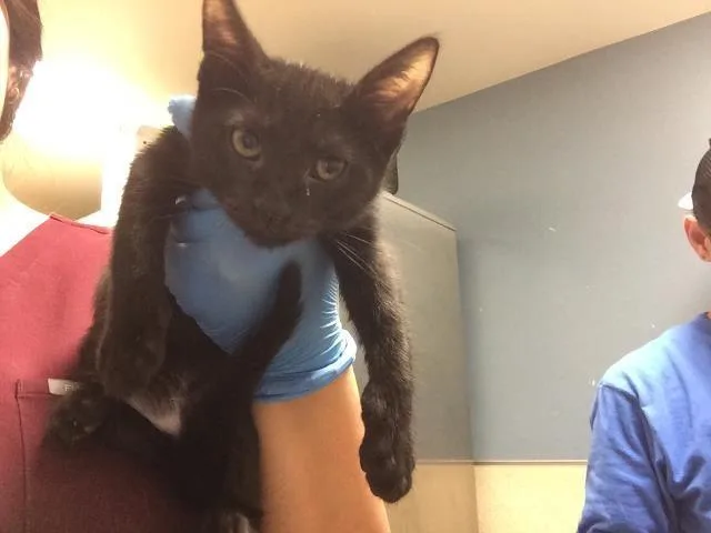 A baby small-sized female Domestic Short Hair cat named Rasberry Tart for adoption in Riverside, CA